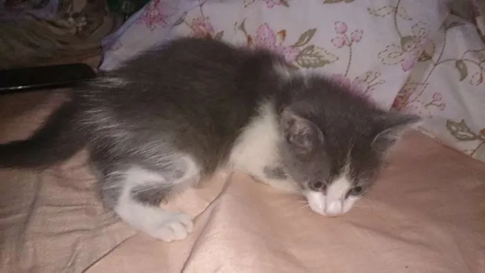 Gato ra a  idade Abaixo de 2 meses nome Vários