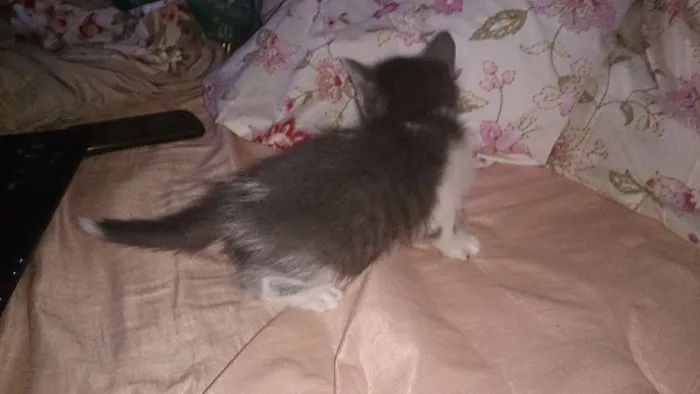 Gato ra a  idade Abaixo de 2 meses nome Vários