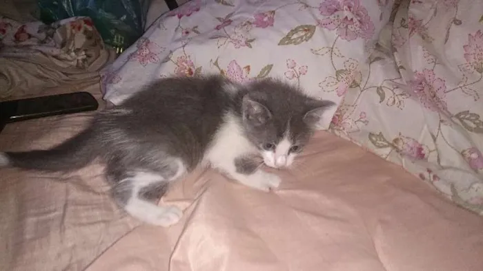 Gato ra a  idade Abaixo de 2 meses nome Vários