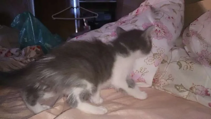 Gato ra a  idade Abaixo de 2 meses nome Vários