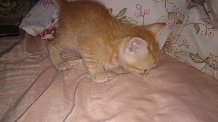 Gato ra a  idade Abaixo de 2 meses nome Vários