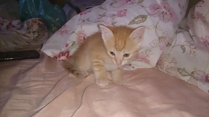 Gato ra a  idade Abaixo de 2 meses nome Vários