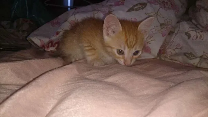 Gato ra a  idade Abaixo de 2 meses nome Vários