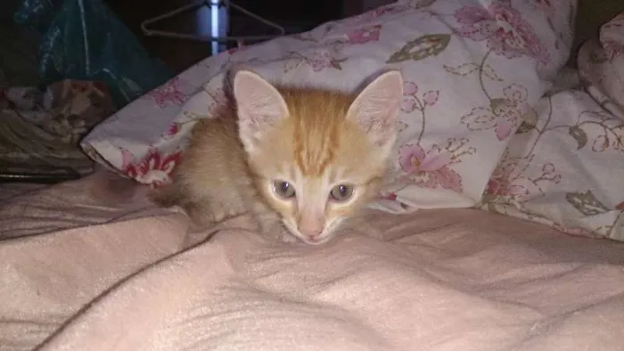 Gato ra a  idade Abaixo de 2 meses nome Vários