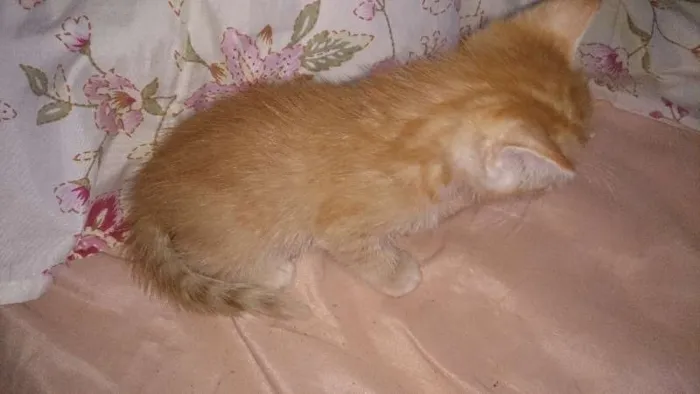 Gato ra a  idade Abaixo de 2 meses nome Vários
