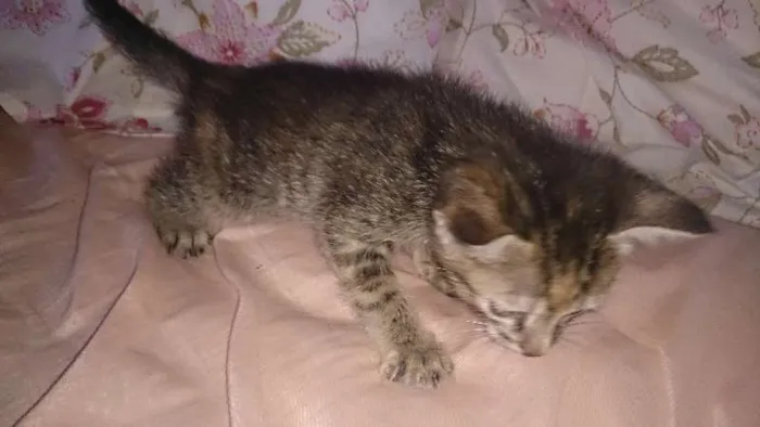 Gato ra a  idade Abaixo de 2 meses nome Vários