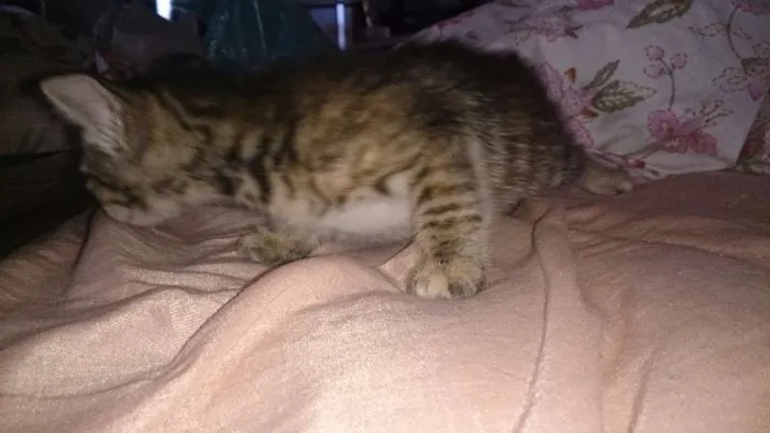 Gato ra a  idade Abaixo de 2 meses nome Vários