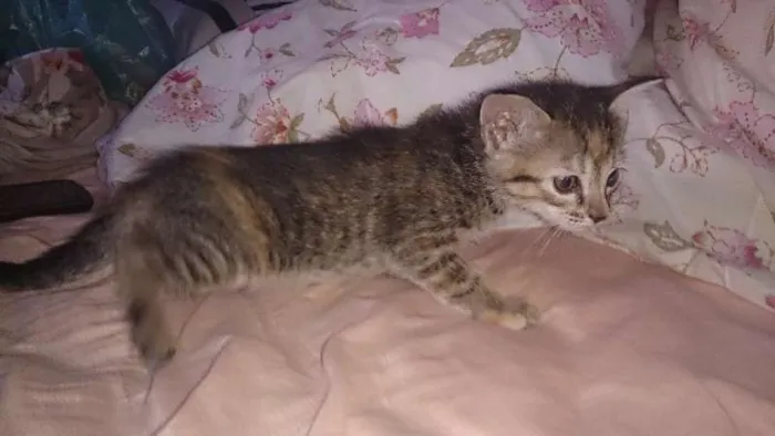 Gato ra a  idade Abaixo de 2 meses nome Vários