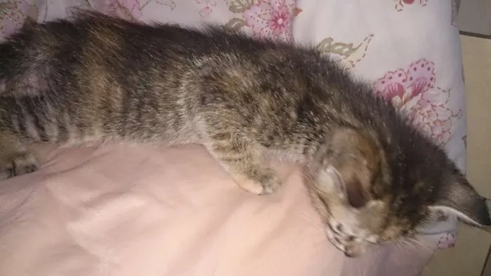 Gato ra a  idade Abaixo de 2 meses nome Vários