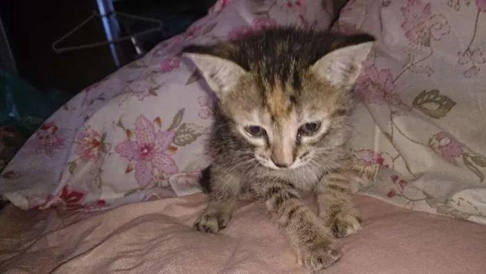 Gato ra a  idade Abaixo de 2 meses nome Vários