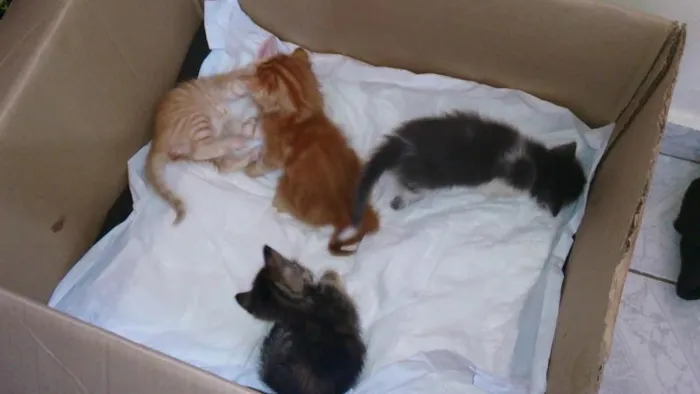 Gato ra a  idade Abaixo de 2 meses nome Vários