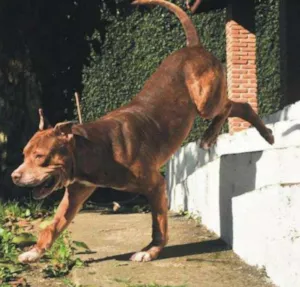 Cachorro raça Pit-Bull idade 6 ou mais anos nome Jhonny