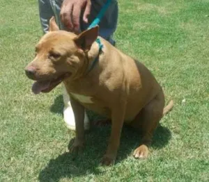 Cachorro raça Pit-Bull idade 4 anos nome Nina