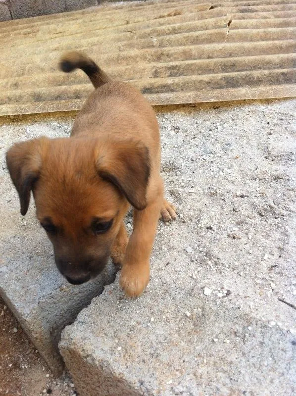 Cachorro ra a SRD idade Abaixo de 2 meses nome Sem dono
