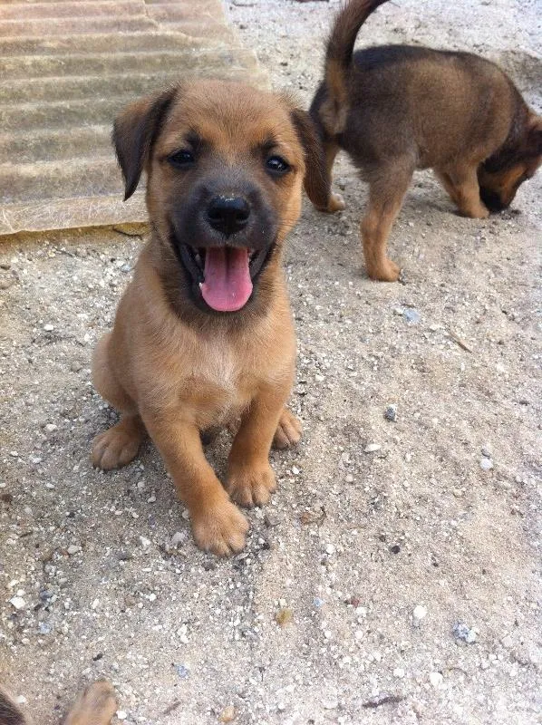 Cachorro ra a SRD idade Abaixo de 2 meses nome Sem dono