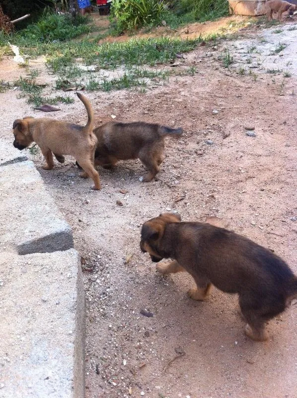 Cachorro ra a SRD idade Abaixo de 2 meses nome Sem dono