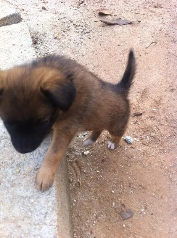 Cachorro ra a SRD idade Abaixo de 2 meses nome Sem dono