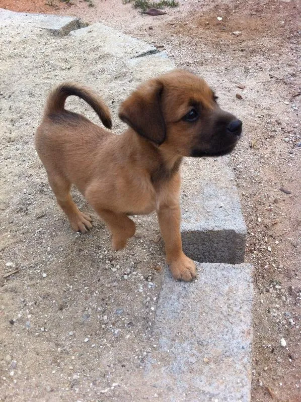 Cachorro ra a SRD idade Abaixo de 2 meses nome Sem dono