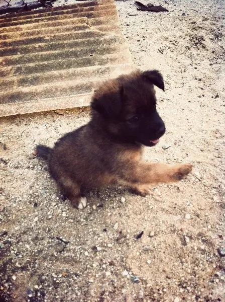 Cachorro ra a SRD idade Abaixo de 2 meses nome Sem dono