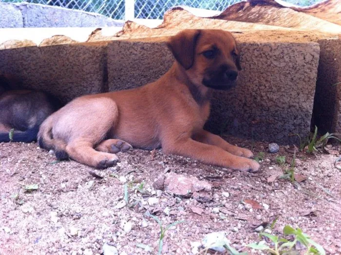Cachorro ra a SRD idade Abaixo de 2 meses nome Sem dono