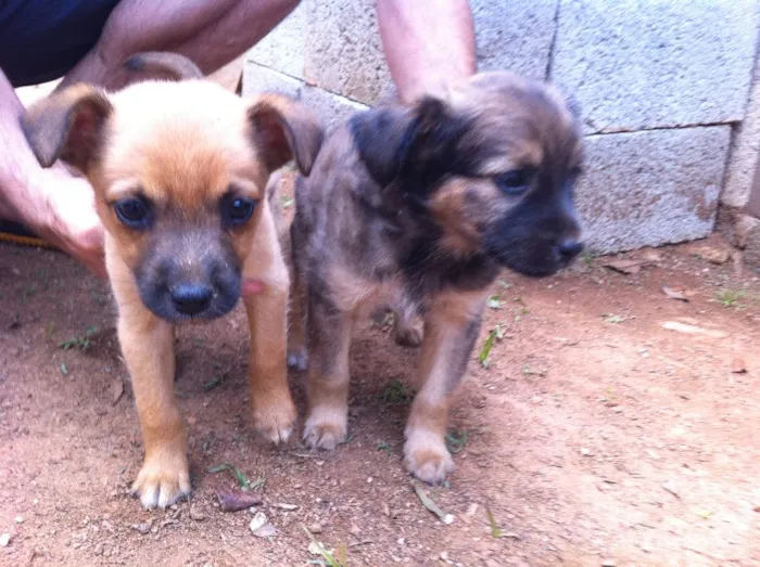 Cachorro ra a SRD idade Abaixo de 2 meses nome Sem dono