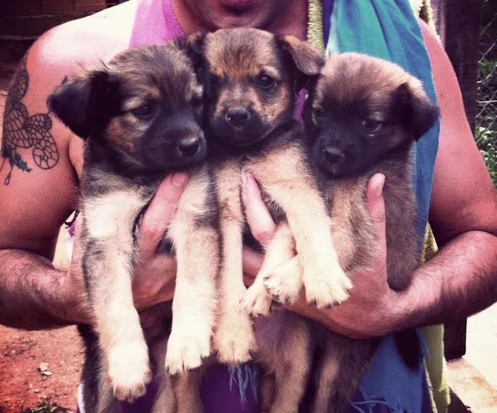Cachorro ra a SRD idade Abaixo de 2 meses nome Sem dono