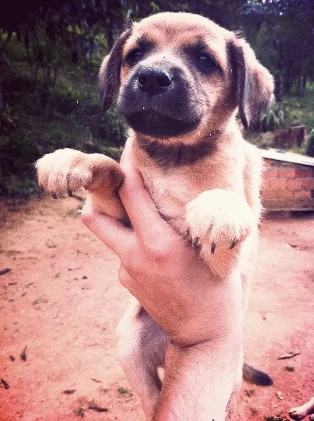 Cachorro ra a SRD idade Abaixo de 2 meses nome Sem dono