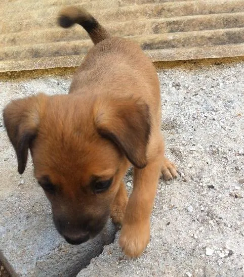 Cachorro ra a SRD idade Abaixo de 2 meses nome Sem dono