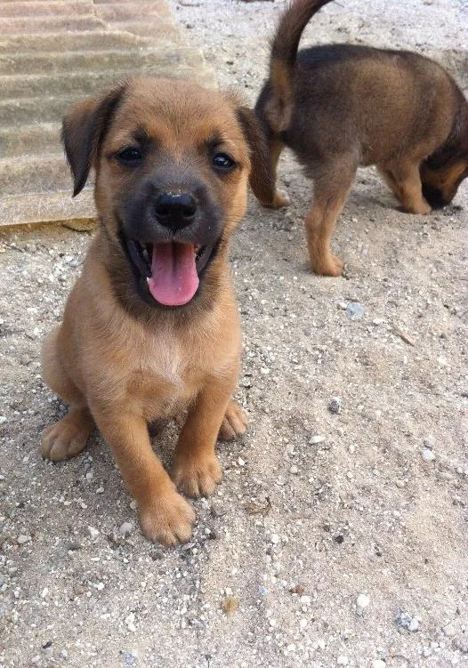 Cachorro ra a SRD idade Abaixo de 2 meses nome Sem dono