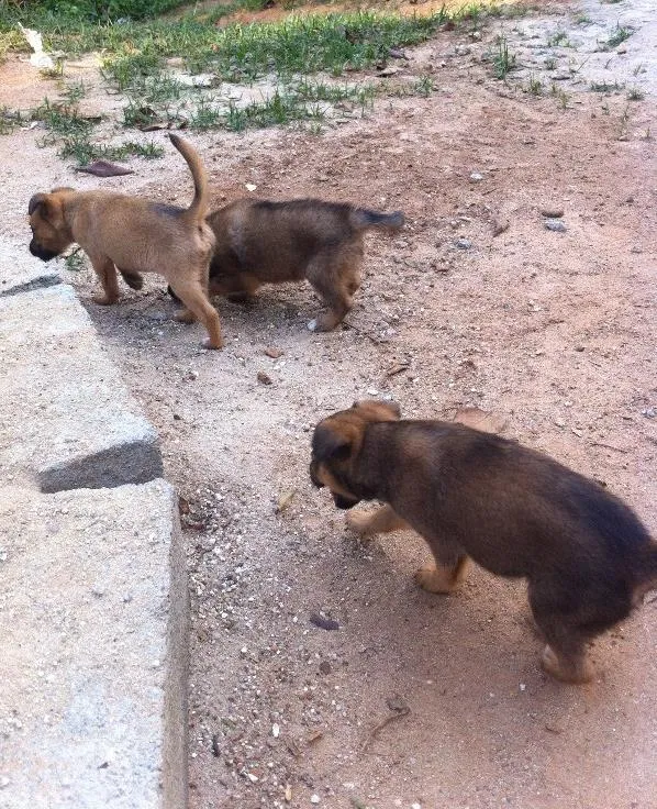 Cachorro ra a SRD idade Abaixo de 2 meses nome Sem dono