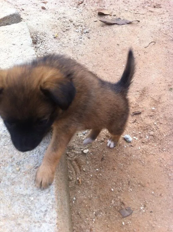 Cachorro ra a SRD idade Abaixo de 2 meses nome Sem dono