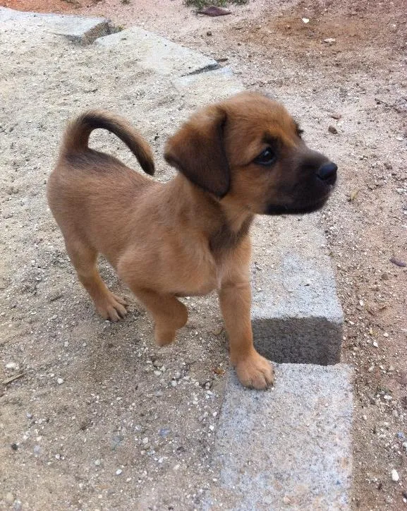 Cachorro ra a SRD idade Abaixo de 2 meses nome Sem dono