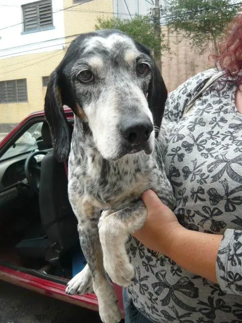 Cachorro raça Cocker idade 2 anos nome Negresco