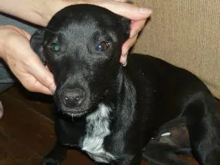 Cachorro ra a SRD idade 1 ano nome Lorybell