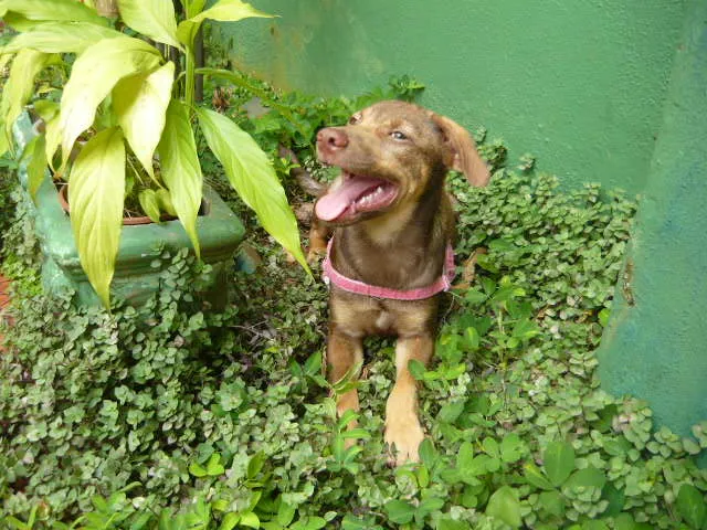 Cachorro ra a SRD idade 2 a 6 meses nome Kadu
