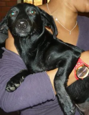 Cachorro raça Basset-Cofap idade  nome Luna