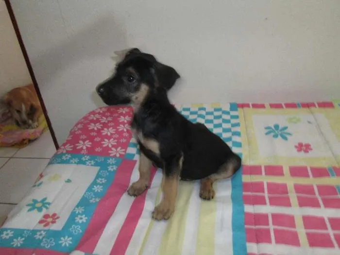 Cachorro ra a SRD idade Abaixo de 2 meses nome Rone