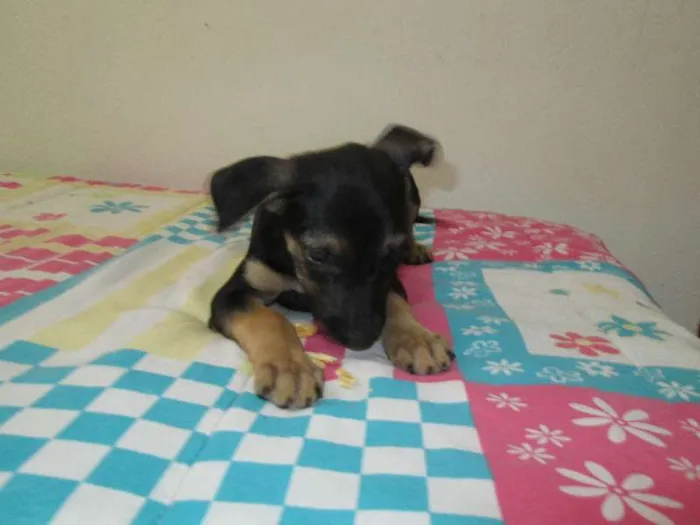 Cachorro ra a SRD idade Abaixo de 2 meses nome Rone