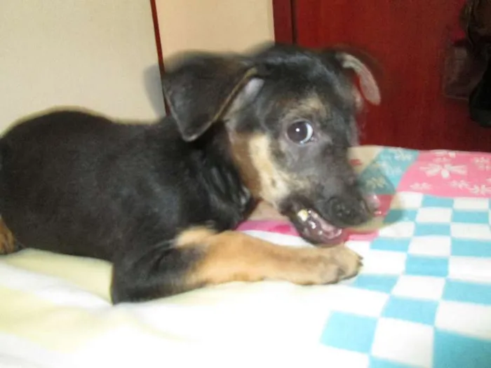 Cachorro ra a SRD idade Abaixo de 2 meses nome Rone