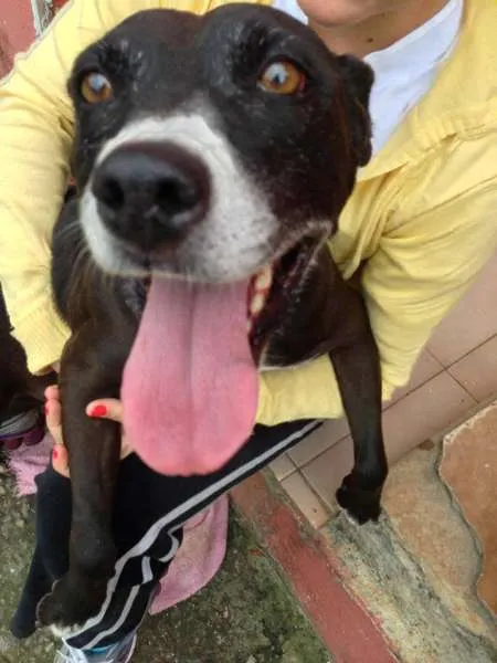 Cachorro ra a srd idade 6 ou mais anos nome Luna