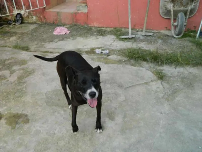 Cachorro ra a srd idade 6 ou mais anos nome Luna