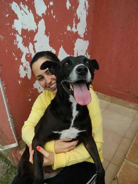 Cachorro ra a srd idade 6 ou mais anos nome Luna