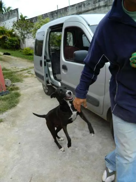 Cachorro ra a srd idade 6 ou mais anos nome Luna