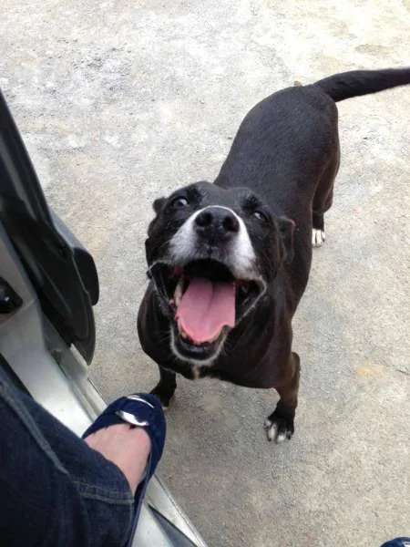 Cachorro ra a srd idade 6 ou mais anos nome Luna