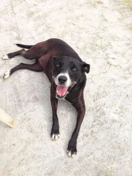 Cachorro ra a srd idade 6 ou mais anos nome Luna