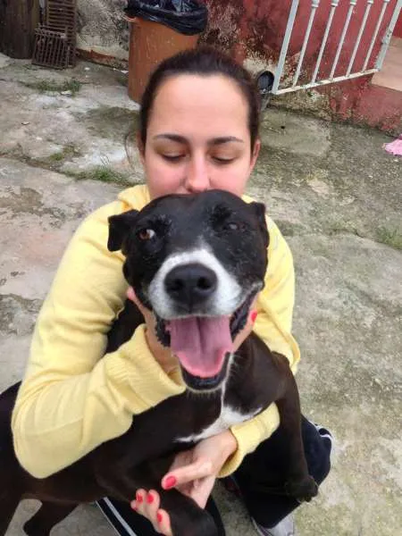 Cachorro ra a srd idade 6 ou mais anos nome Luna