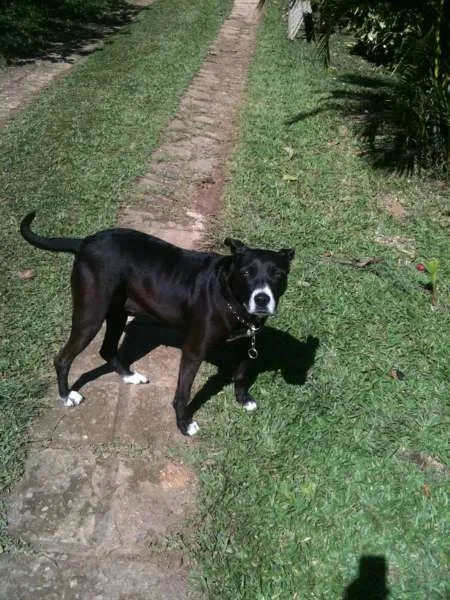 Cachorro ra a srd idade 6 ou mais anos nome Luna