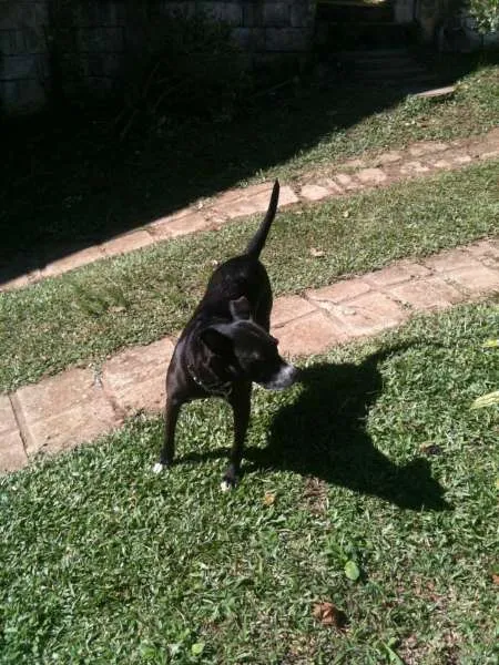 Cachorro ra a srd idade 6 ou mais anos nome Luna