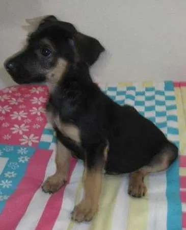 Cachorro ra a SRD idade Abaixo de 2 meses nome Rone