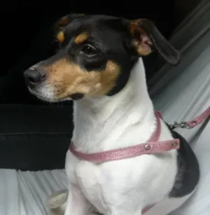 Cachorro raça SRD idade 2 anos nome Chiara